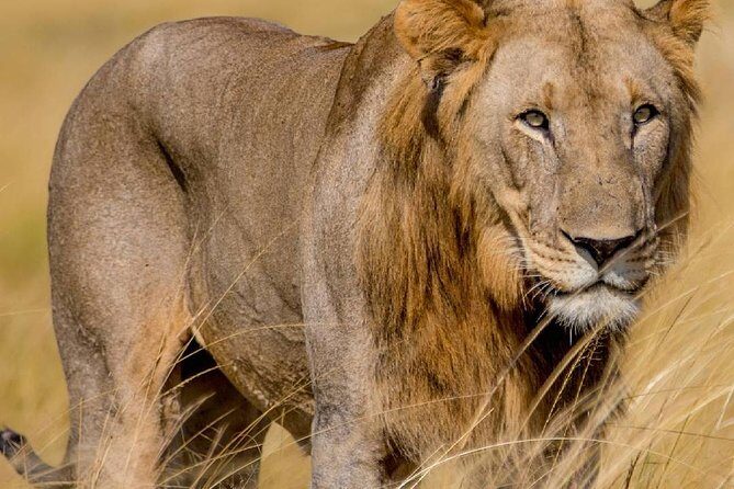 2 Days Akagera National Park Wildlife Safari - Practical Considerations and What You Need to Know