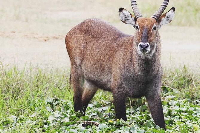 2 Days Akagera National Park Wildlife Safari - Authentic Highlights and Traveler Feedback
