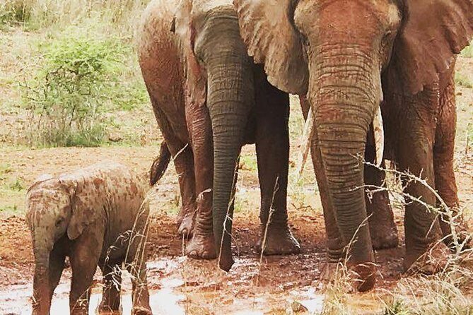 2 Days Akagera National Park Wildlife Safari - Summary