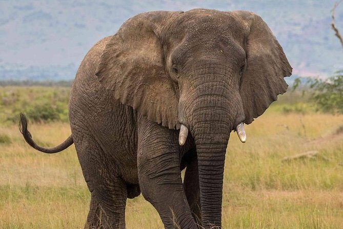 2 Days Akagera National Park Wildlife Safari - Final thoughts
