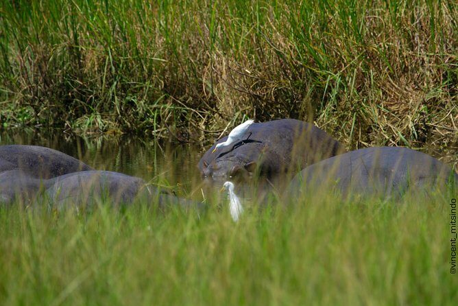 2 Days Akagera Wildlife Safari - Deep Dive into the Itinerary