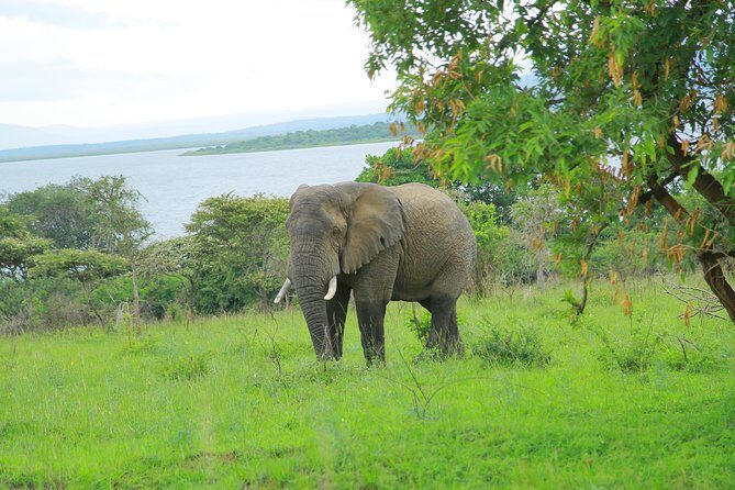 2 Days Akagera Wildlife Safari - FAQs