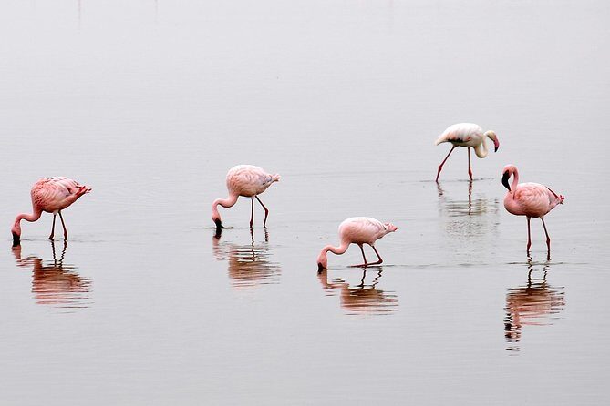 2 Days Amboseli Getaway Trip - Key Points