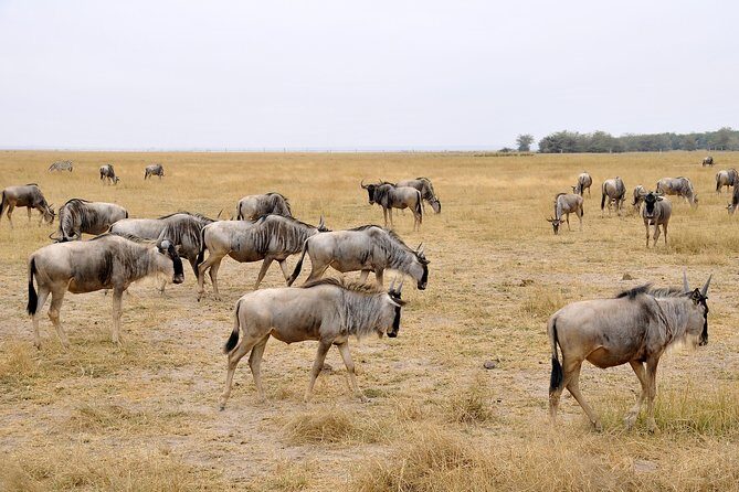 2 Days Amboseli Getaway Trip - The Itinerary Breakdown