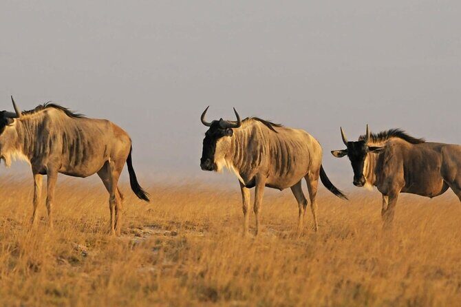 2 days Amboseli National Park Safari - Who Will Benefit Most?