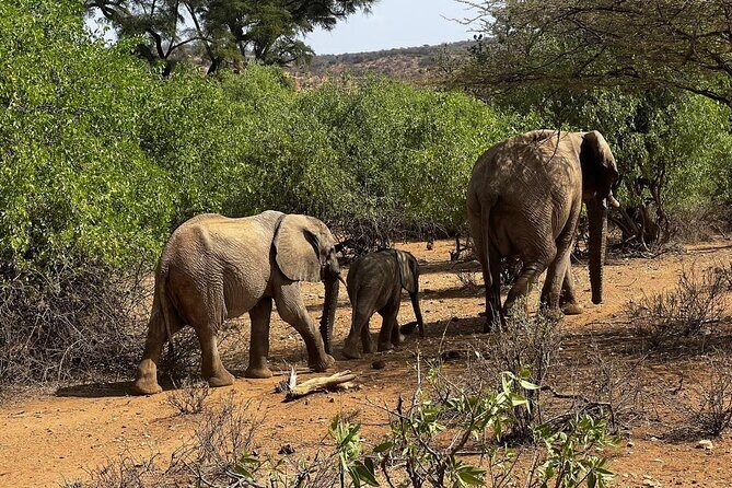 2 days Amboseli national park safari - Key Points
