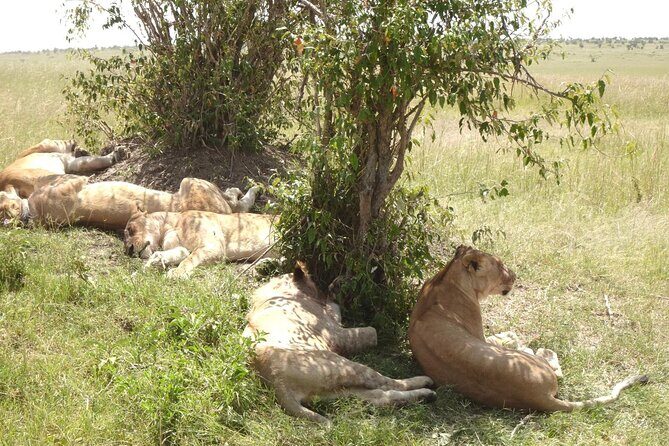 2 days Amboseli national park safari - What’s Included and What’s Not