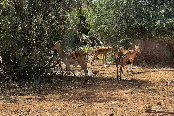 2 days Amboseli national park safari - Practical Considerations