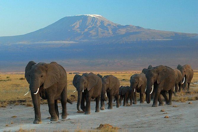 2 Days Amboseli National Park Safari- Guarantee Daily Departure - An Overview of the Tour