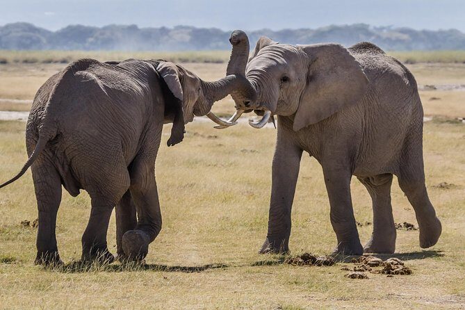 2 Days Amboseli National Park Safari- Guarantee Daily Departure - The Real Draws: Wildlife and Scenery