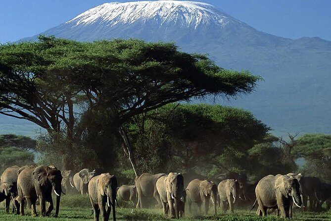 2 Days Amboseli National Park Safari- Guarantee Daily Departure - Practical Aspects: Timing, Group Size, and Travel Comfort