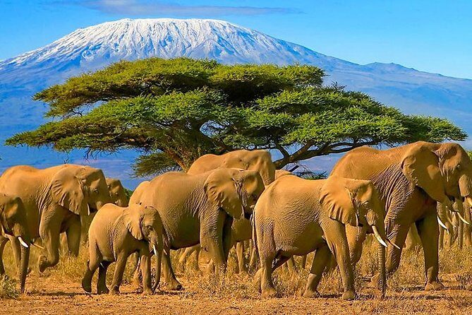 2 Days Amboseli National Park Safari- Guarantee Daily Departure - Who Would Love This Tour?