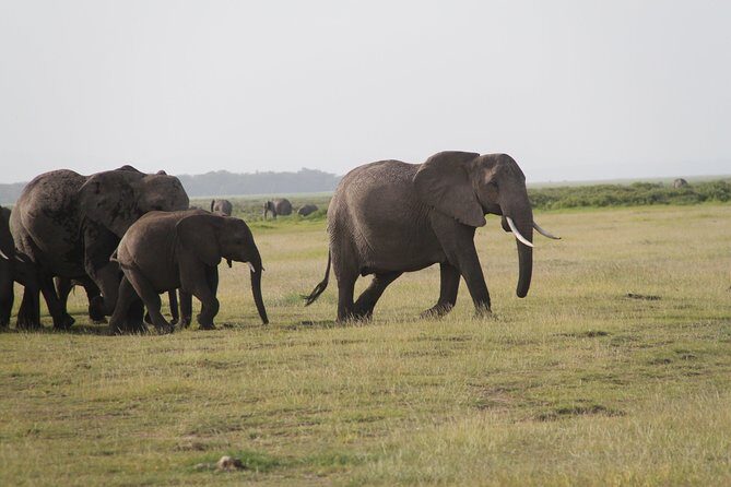 2 Days Amboseli National Park Safari- Guarantee Daily Departure - Final Thoughts: Is It Worth It?