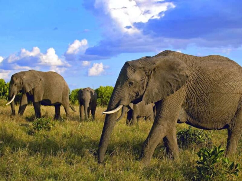 2 Days Amboseli National Park Safari - 2 Days Amboseli National Park Safari: A Practical Guide to Kenya’s Iconic Wilderness