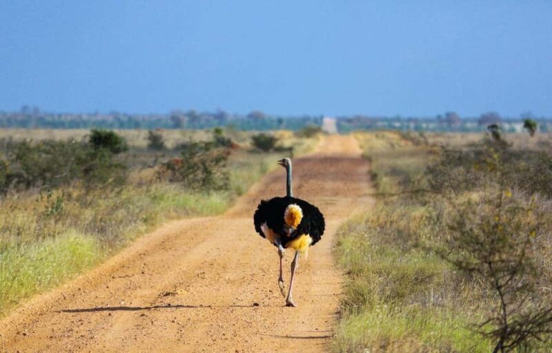 2 Days Amboseli National Park Safari - FAQ: Your Practical Questions Answered