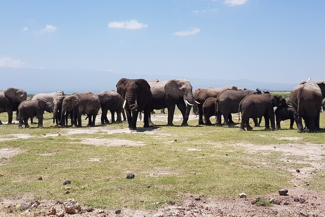 2 Days Amboseli Park Overnight Private Safari - Exploring the 2 Days Amboseli Park Overnight Private Safari