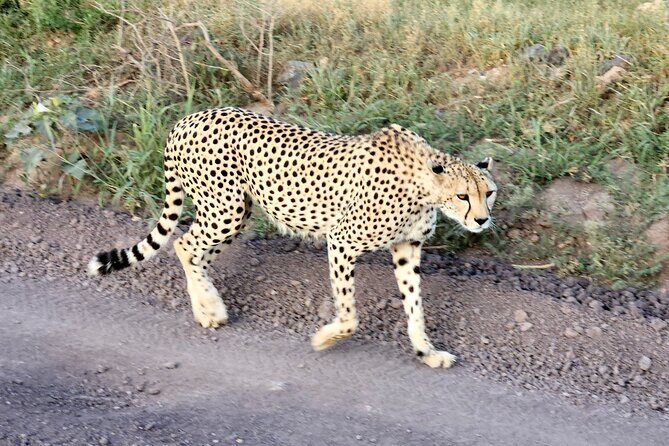 2 Days Amboseli Park Overnight Private Safari - 2 Days Amboseli Park Overnight Private Safari: A Closer Look