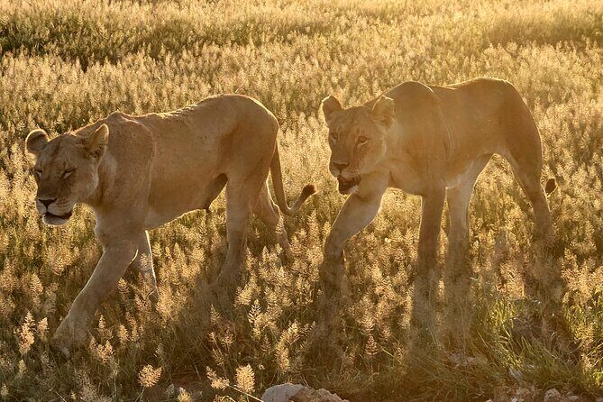 2 Days Amboseli Park Overnight Private Safari - Summary: Is It Worth It?