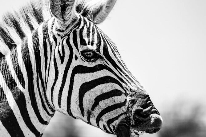 2 Days Amboseli Park Overnight Private Safari - FAQ