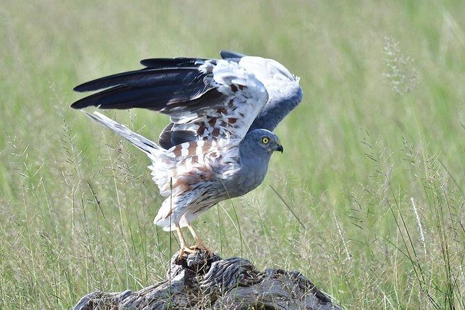 2 Days Amboseli Private Safari - The Sum Up: Who Is This Safari Best For?