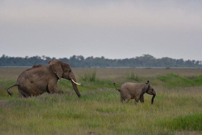 2 Days Amboseli Private Safari - Frequently Asked Questions