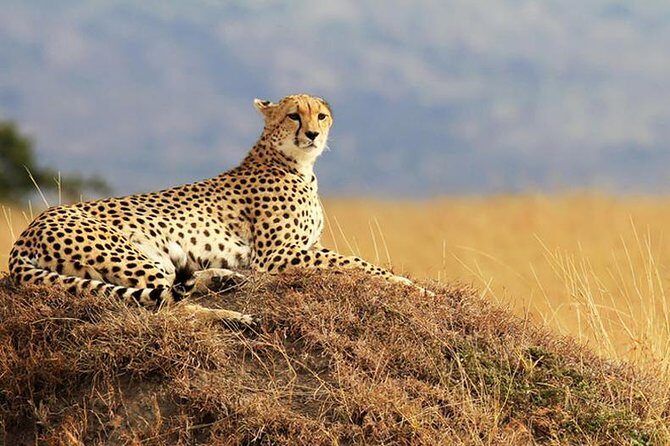 2 Days Amboseli Safari Adventure from Nairobi Classic Game Drives - What to Expect During the Itinerary