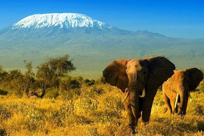 2 Days and 1 Night Amboseli Safari from Nairobi - The Itinerary Breakdown: What to Expect