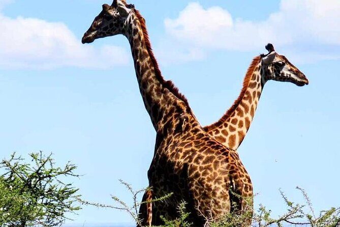 2 Days and 1 Night Mikumi Safari Private Tour - Key Points
