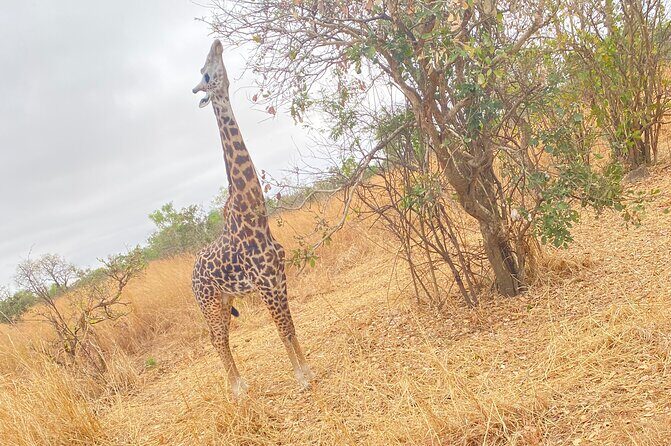 2 Days and 1 Night Mikumi Safari Private Tour - An Authentic Taste of Mikumi in Just Two Days