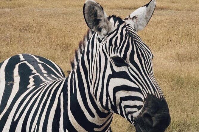2 Days and 1 Night Mikumi Safari Private Tour - What Youll Experience