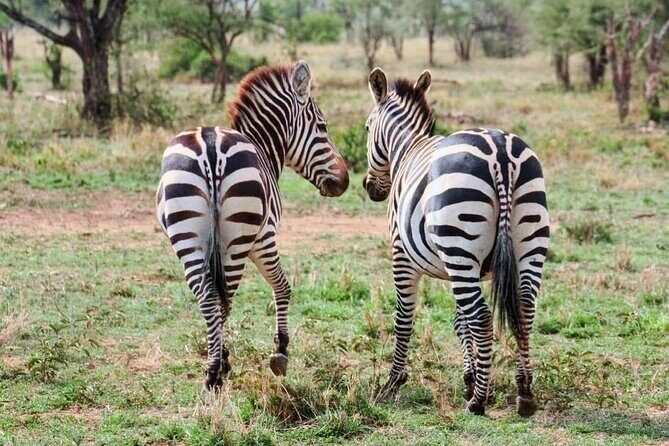 2 Days and 1 Night Mikumi Safari Private Tour - The Sum Up
