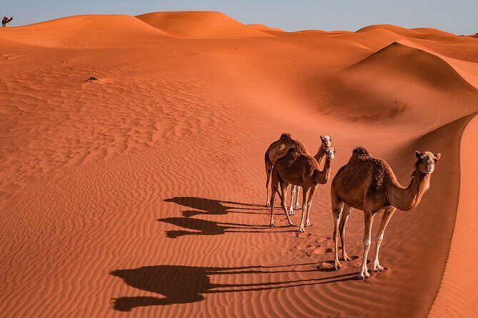 2 Days and 1 Night Private Wahiba Sands Desert Tour - Key Points