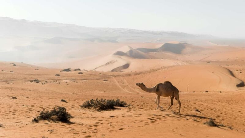 2 Days and 1 Night Private Wahiba Sands Desert with Wadi - Authentic Experiences That Make a Difference
