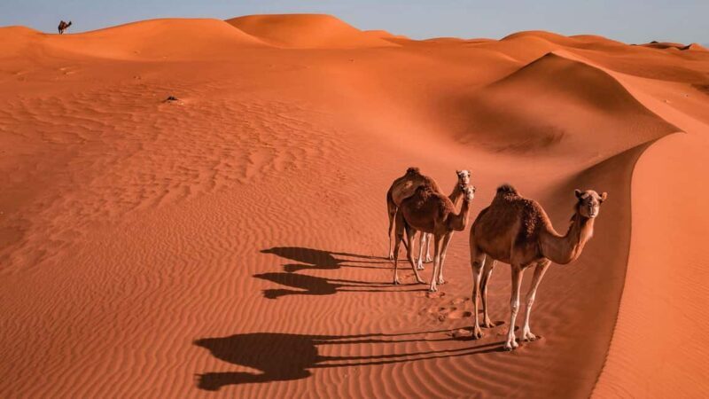 2 Days and 1 Night Private Wahiba Sands Desert with Wadi - Who Will Love This Tour?