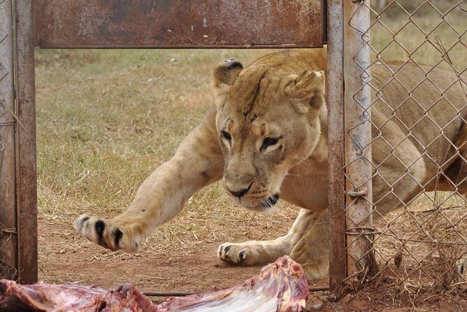 2 Days at Amboseli National park - In-Depth Look at the Tour Experience