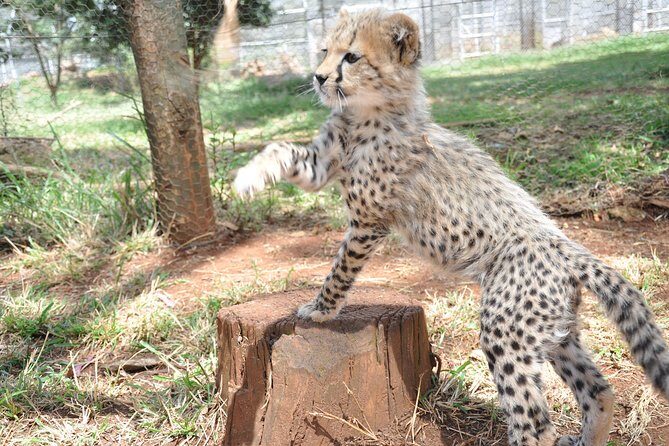 2 Days at Amboseli National park - FAQ: Practical Questions About the Amboseli Tour