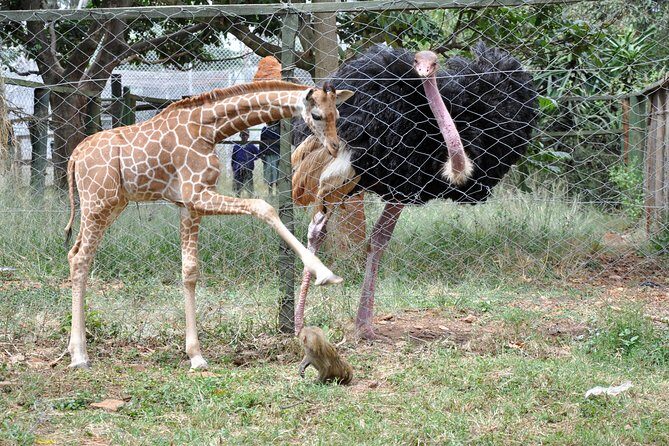 2 Days at Amboseli National park - Final Thoughts