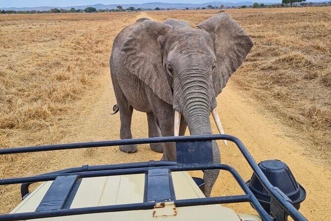 2 Days Best Safari to Mikumi National Park - The Experience: What Travelers Say