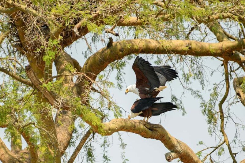 2 Days Big five Safari with Boat in Murchison Falls - Discover the 2 Days Big Five Safari with Boat in Murchison Falls