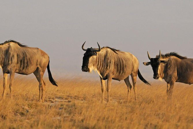 2 Days Budget Safari Masai Mara - The Sum Up: Is This Safari Right for You?