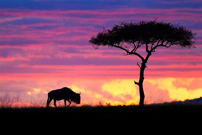 2 Days Budget Safari Masai Mara - Frequently Asked Questions