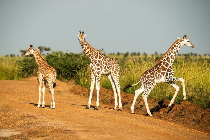 2 Days Budget Safari to Murchison Falls National Park - Who Should Consider This Tour?