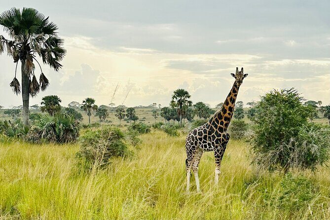 2 Days Budget Safari to Murchison Falls National Park - What Could Be Better?