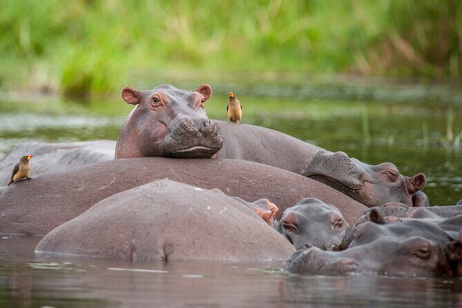 2 Days Budget Safari to Murchison Falls National Park - Practical Details and Tips