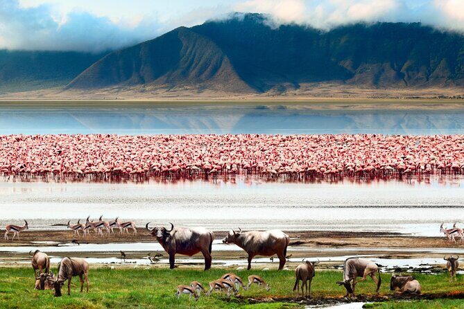 2 Days Camping Group Joining Tarangire Ngorongoro Crater Safari - The Sum Up: Who Will Love This Safari?