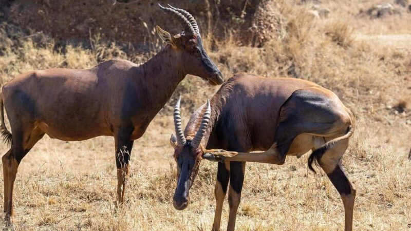 2 Days Cheap Mikumi NP Safari & Maasai Cultural Tour - Key Points