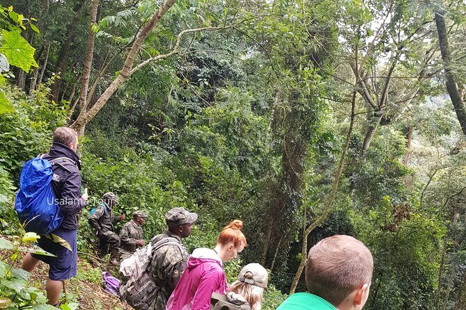2 Days Chimpanzee trekking & Canopy Walk in Nyungwe National Park - Day 1: From Kigali to Nyungwe