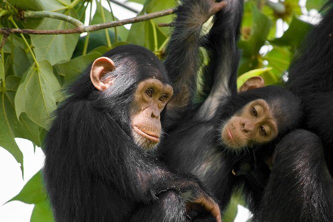 2 Days Chimpanzees trekking Tour and Canopy walk Adventure - Exploring Rwanda’s Natural Splendors in Two Days