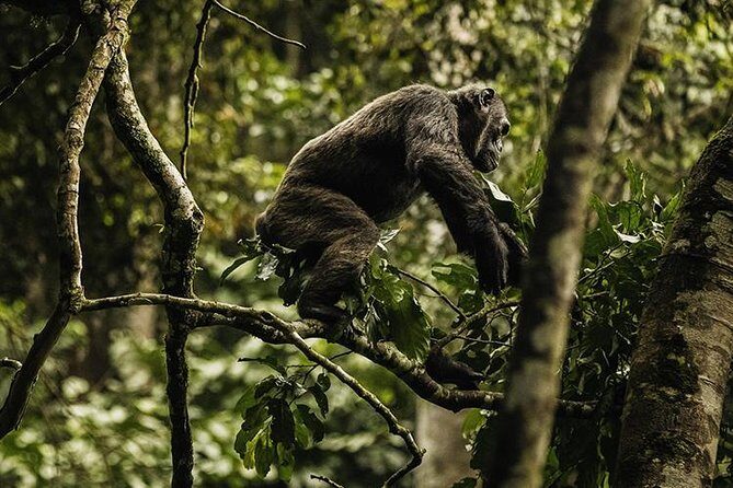 2 Days Chimpanzees trekking Tour and Canopy walk Adventure - Final Reflections: Is This Tour Worth It?