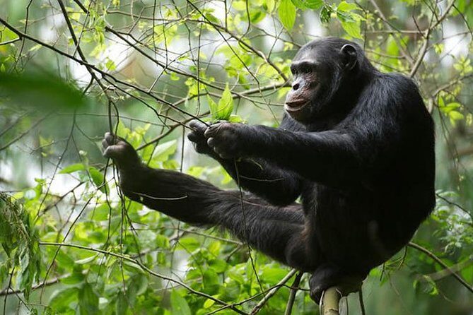 2 Days Chimpanzees trekking Tour and Canopy walk Adventure - Frequently Asked Questions
